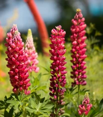 Lupina mnoholistá Gallery Red Shades - Lupinus polyphyllus - osivo lupiny - 20 ks