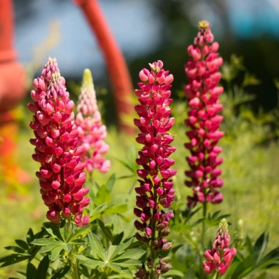 Lupina mnoholistá Gallery Red Shades - Lupinus polyphyllus - osivo lupiny - 20 ks