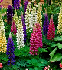 Lupina mnoholistá Gallery Mix - Lupinus polyphyllus - osivo lupiny - 20 ks