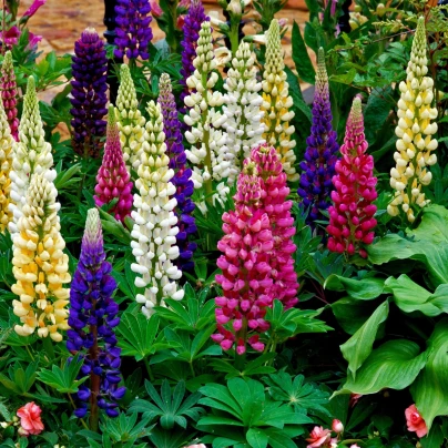 Lupina mnoholistá Gallery Mix - Lupinus polyphyllus - osivo lupiny - 20 ks