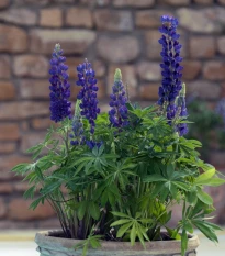 Lupina mnoholistá Mini Gallery Pure Blue - Lupinus polyphyllus - osivo lupiny - 12 ks