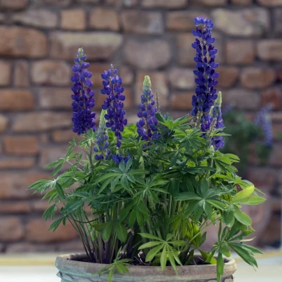 Lupina mnoholistá Mini Gallery Pure Blue - Lupinus polyphyllus - osivo lupiny - 12 ks