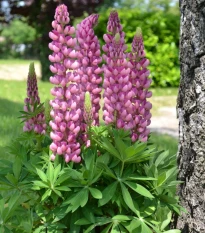 Lupina mnoholistá Mini Gallery Pure Pink - Lupinus polyphyllus - osivo lupiny - 12 ks