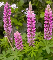 Lupina mnoholistá Gallery Pink Shades - Lupinus polyphyllus - osivo lupiny - 20 ks