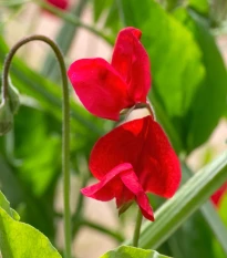 Hrachor Winter Sunshine Scarlet - Lathyrus odoratus - osivo hrachoru - 15 ks