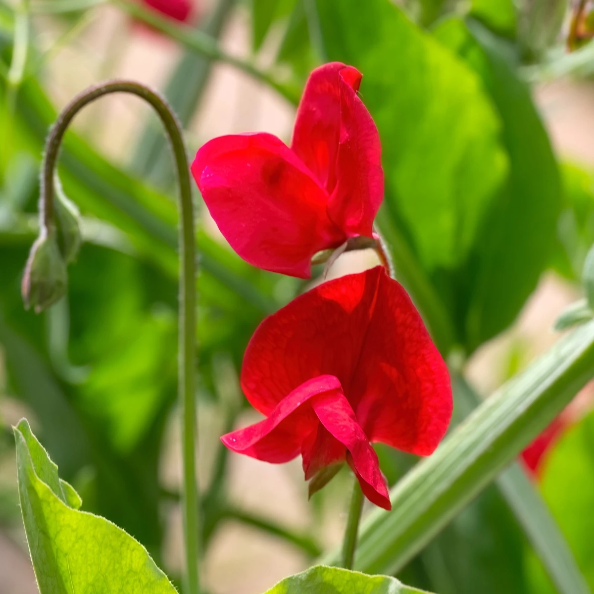 Hrachor Winter Sunshine Scarlet - Lathyrus odoratus - osivo hrachoru - 15 ks