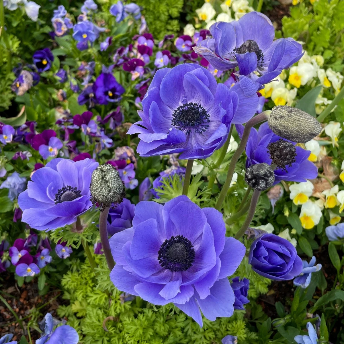 Sasanka Harmony Double Blue F1 - Anemone coronaria - osivo sasanky - 8 ks
