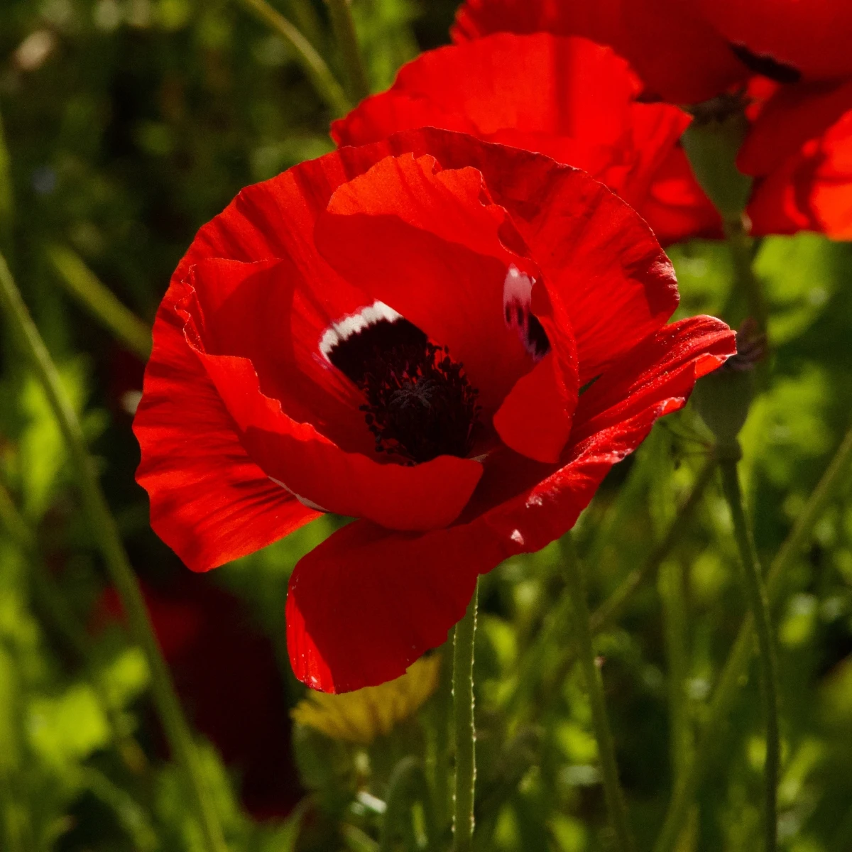 Sasanka Harmony Double Scarlet F1 - Anemone coronaria - osivo sasanky - 8 ks