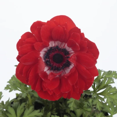 Sasanka Harmony Double Scarlet F1 - Anemone coronaria - osivo sasanky - 8 ks