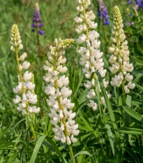 Lupina mnoholistá Gallery White Shades - Lupinus polyphyllus - osivo lupiny - 20 ks