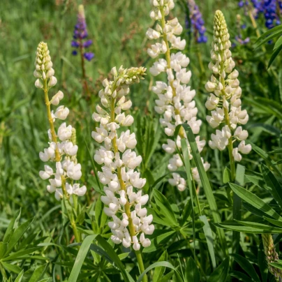 Lupina mnoholistá Gallery White Shades - Lupinus polyphyllus - osivo lupiny - 20 ks