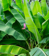 Banánovník růžový - Musa ornata - osivo banánovníku - 3 ks