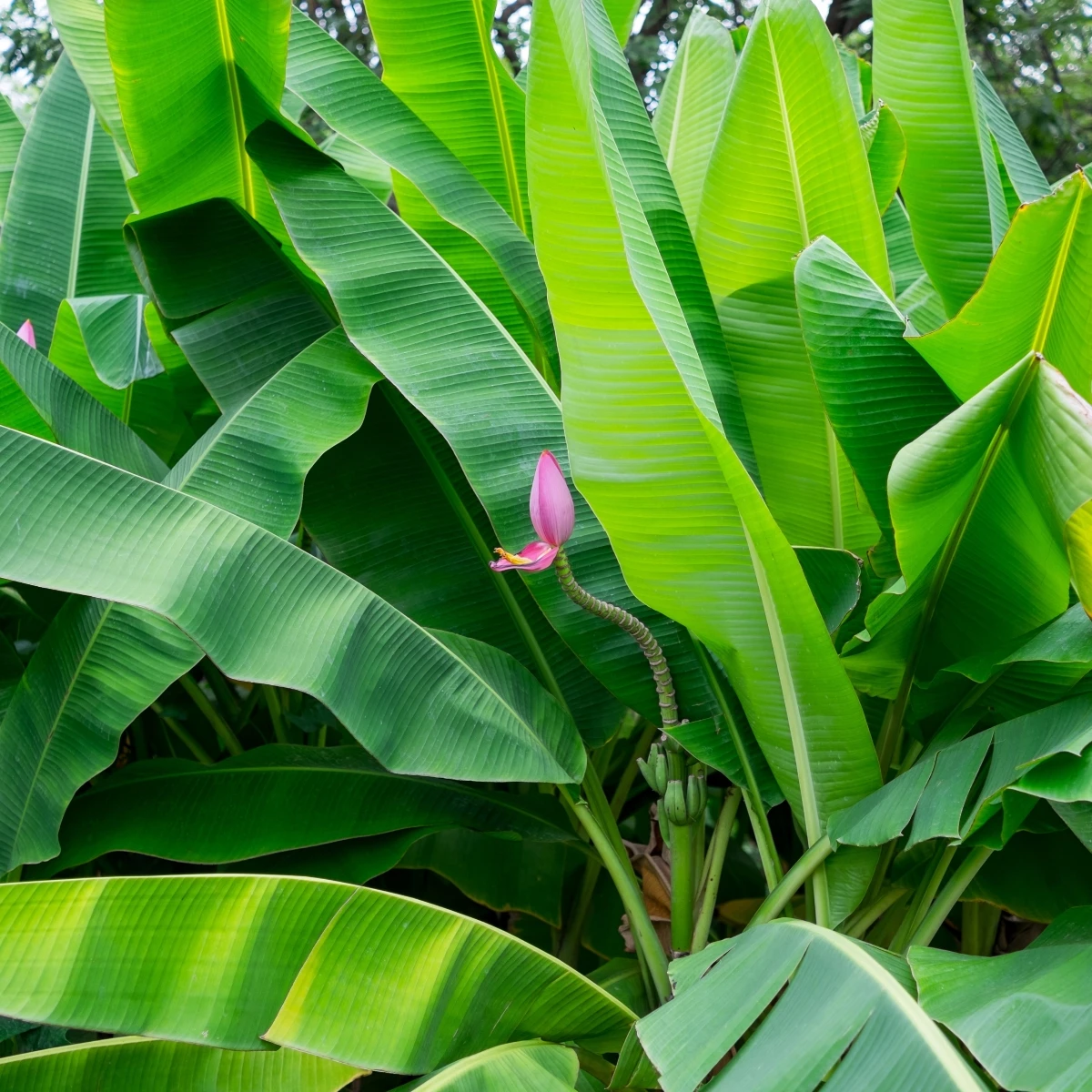 Banánovník růžový - Musa ornata - osivo banánovníku - 3 ks