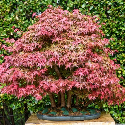 Javor dlanitolistý - Acer palmatum - osivo javoru - 5 ks