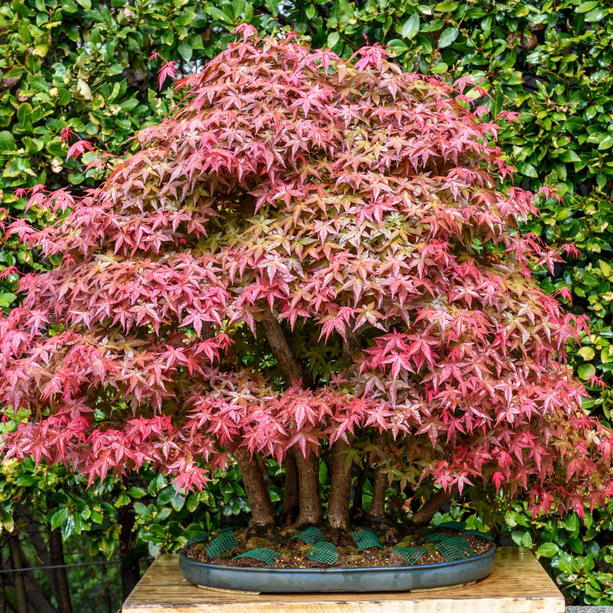 Javor dlanitolistý - Acer palmatum - osivo javoru - 5 ks