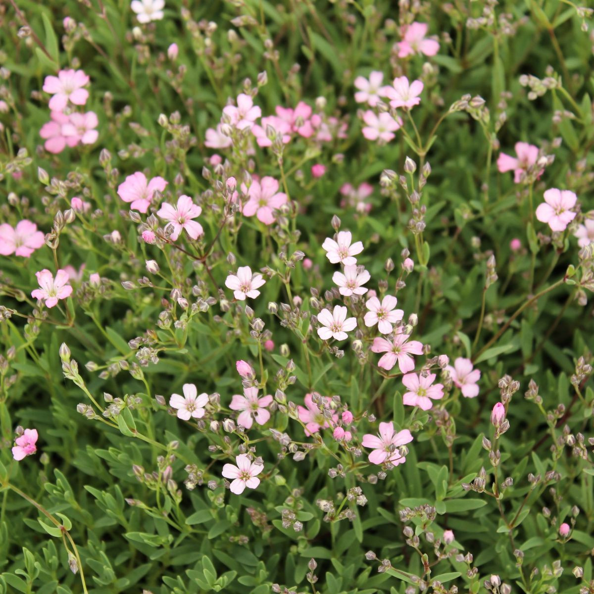Šáter pacifický - Nevěstin závoj - Gypsophila pacifica - osivo šáteru - 100 ks