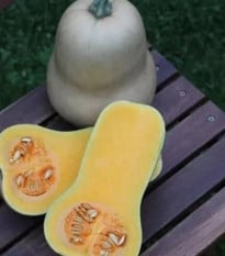 Tykev Jupiter F1 - Cucurbita pepo - osivo tykve - 6 ks