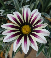 Gazánie Frosty Kiss White Flame - Gazania rigens - osivo gazánie - 12 ks