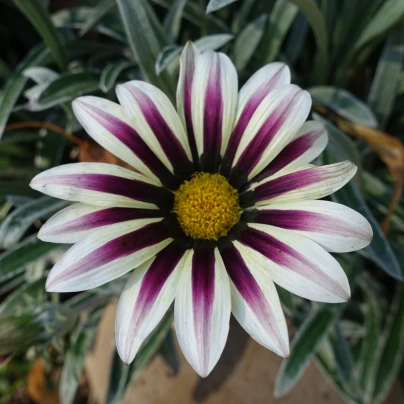 Gazánie Frosty Kiss White Flame - Gazania rigens - osivo gazánie - 12 ks