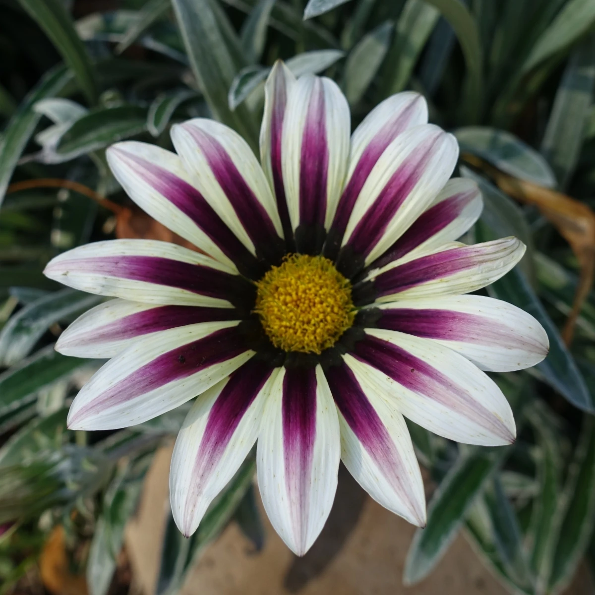 Gazánie Frosty Kiss White Flame - Gazania rigens - osivo gazánie - 12 ks