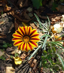 Gazánie Frosty Kiss Orange Flame - Gazania rigens - osivo gazánie - 12 ks