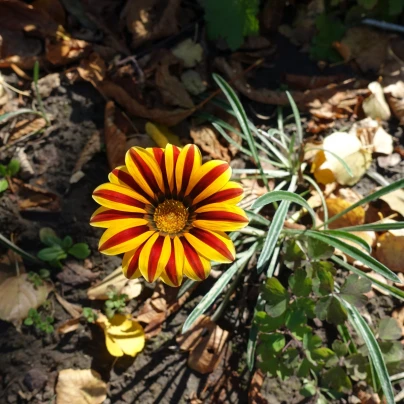 Gazánie Frosty Kiss Orange Flame - Gazania rigens - osivo gazánie - 12 ks
