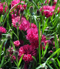 Chrpa luční Ball Red - Centaurea cyanus - osivo chrpy - 50 ks