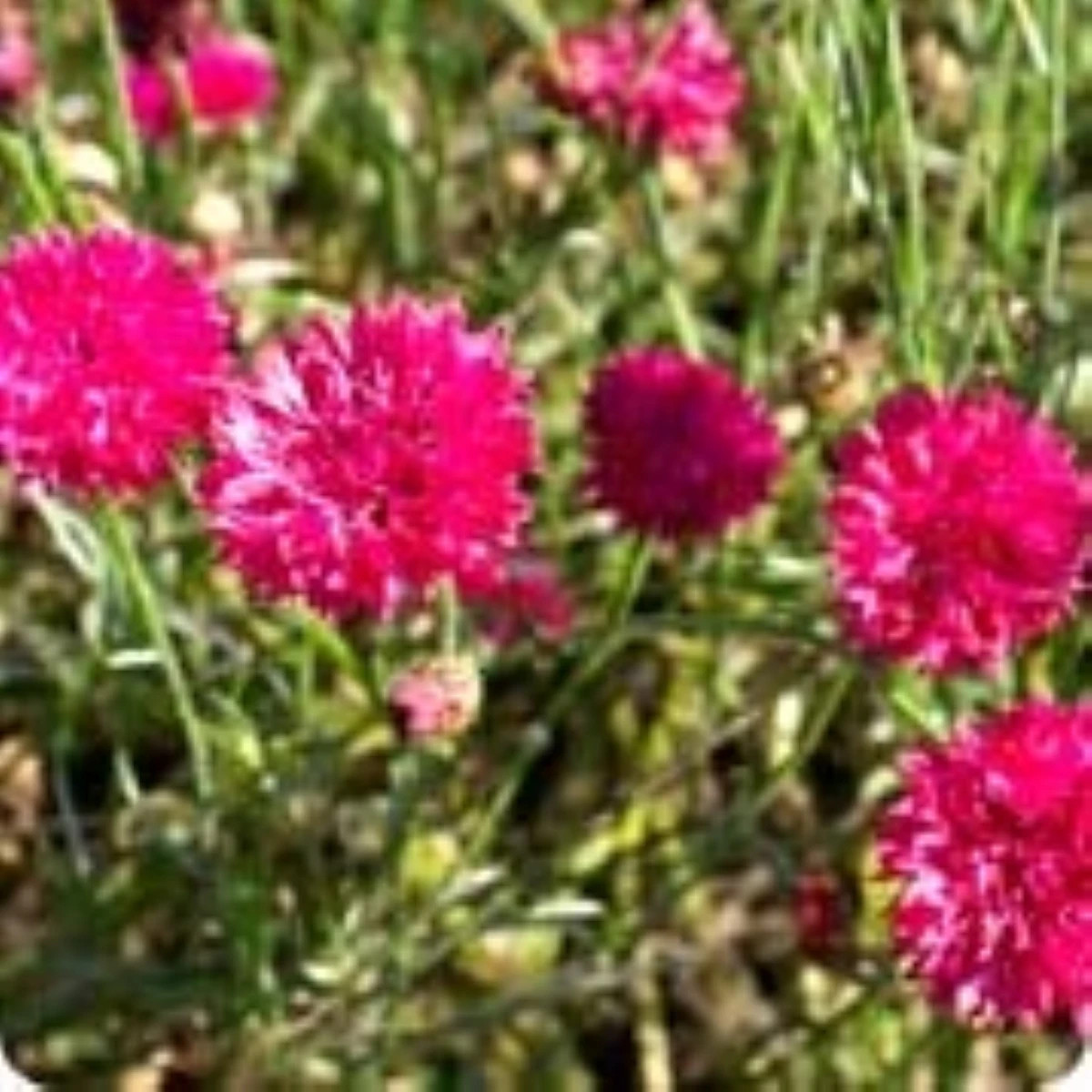 Chrpa luční Ball Red - Centaurea cyanus - osivo chrpy - 50 ks