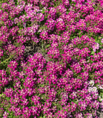 Tařicovka Wonderland Deep Rose - Lobularia maritima - osivo tařicovky - 20 ks