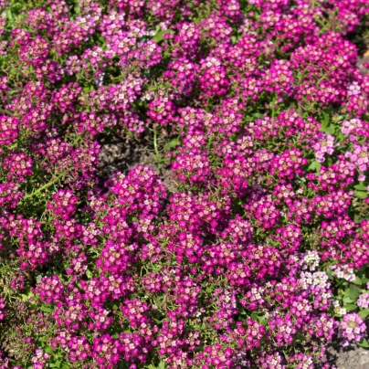 Tařicovka Wonderland Deep Rose - Lobularia maritima - osivo tařicovky - 20 ks