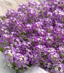 Tařicovka Aphrodite Purple - Lobularia maritima - osivo tařicovky - 50 ks