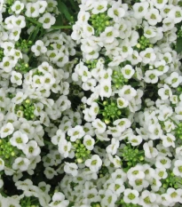 Tařicovka Easter Bonnet White - Lobularia maritima - osivo tařicovky - 50 ks