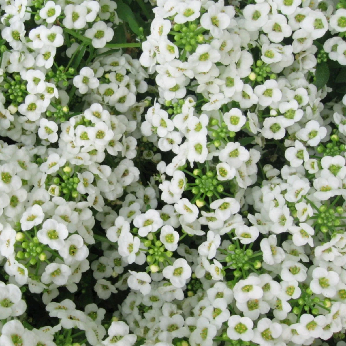 Tařicovka Easter Bonnet White - Lobularia maritima - osivo tařicovky - 50 ks