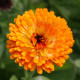 Měsíček lékařský Bon Bon oranžový - Calendula officinalis - osivo měsíčku - 20 ks