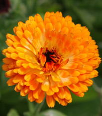Měsíček lékařský Bon Bon oranžový - Calendula officinalis - osivo měsíčku - 20 ks