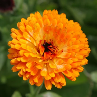 Měsíček lékařský Bon Bon oranžový - Calendula officinalis - osivo měsíčku - 20 ks