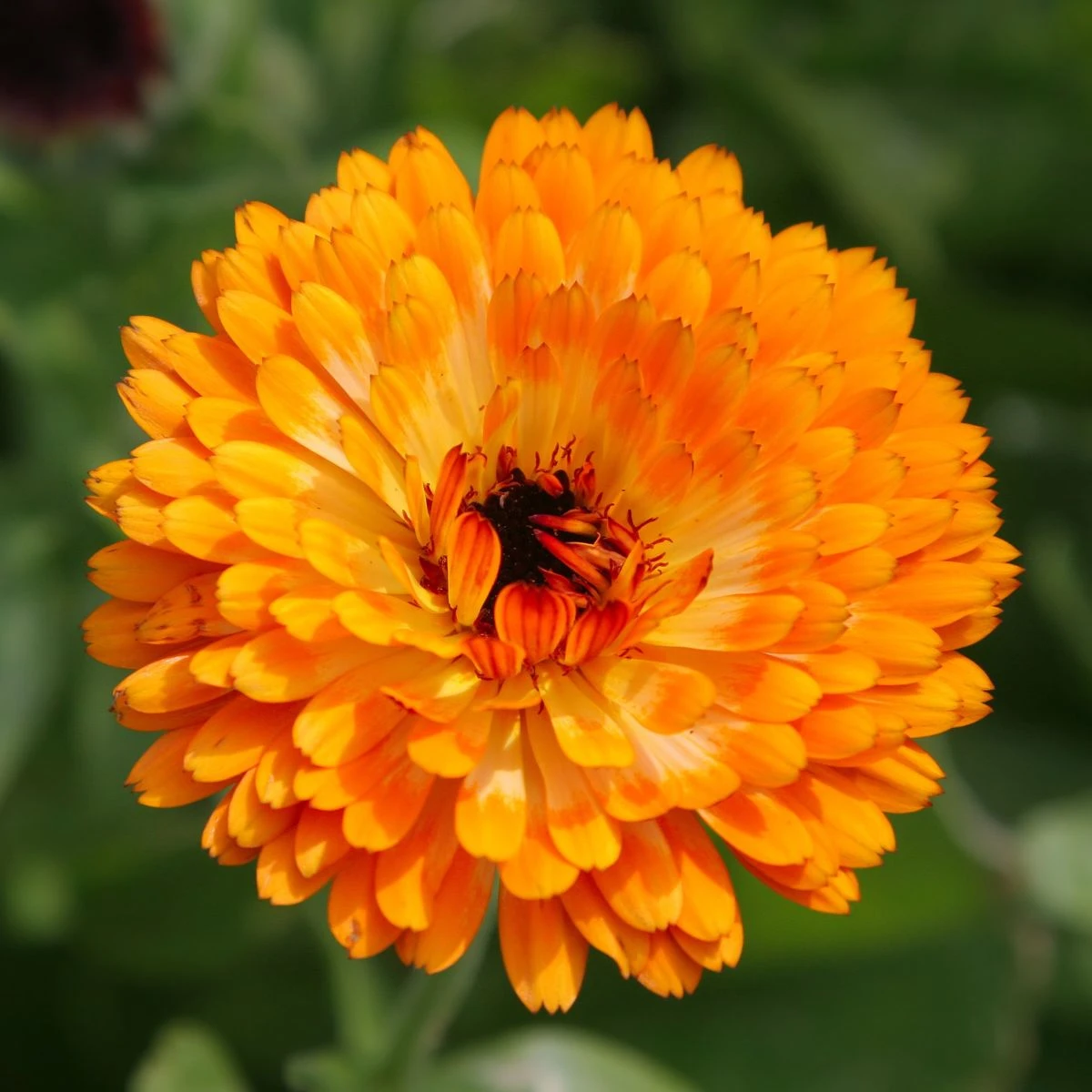 Měsíček lékařský Bon Bon oranžový - Calendula officinalis - osivo měsíčku - 20 ks