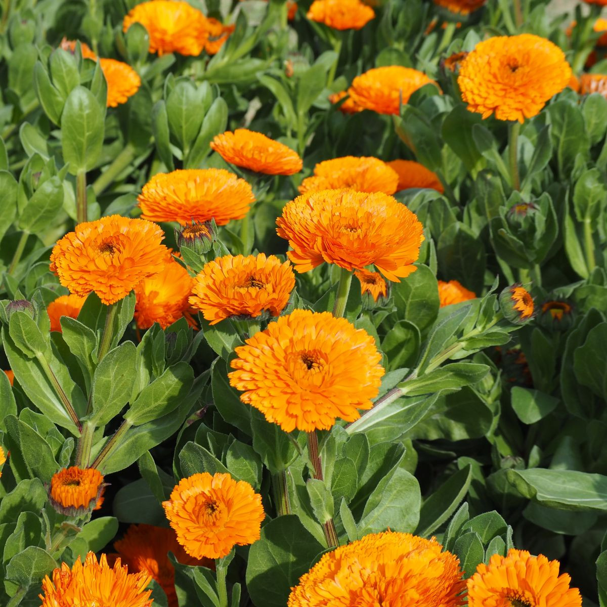 Měsíček lékařský Bon Bon oranžový - Calendula officinalis - osivo měsíčku - 20 ks