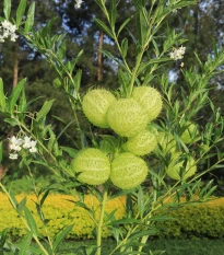 Ostnoplod Lví koule - Gomphocarpus physocarpus - osivo ostnoplodu - 30 ks