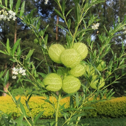 Ostnoplod Lví koule - Gomphocarpus physocarpus - osivo ostnoplodu - 30 ks