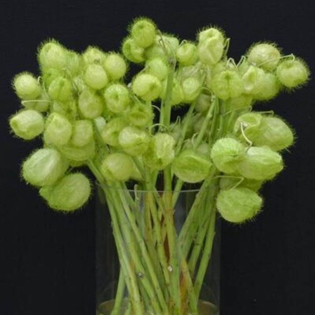 Ostnoplod Lví koule - Gomphocarpus physocarpus - osivo ostnoplodu - 30 ks