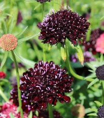 Hlaváč tmavonachový Black Knight - Scabiosa atropurpurea - osivo hlaváče - 30 ks