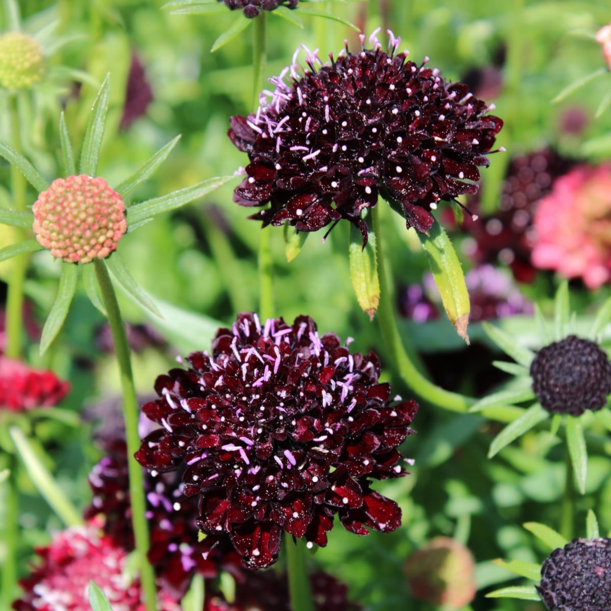 Hlaváč tmavonachový Black Knight - Scabiosa atropurpurea - osivo hlaváče - 30 ks