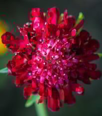 Hlaváč tmavočervený Fire King - Scabiosa atropurpurea - osivo hlaváče - 30 ks