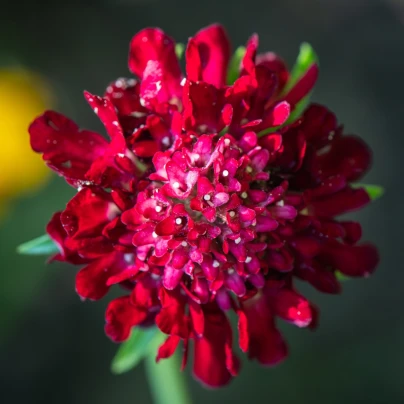 Hlaváč tmavočervený Fire King - Scabiosa atropurpurea - osivo hlaváče - 30 ks