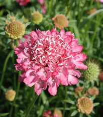 Hlaváč lososový QIS Salmon - Scabiosa atropurpurea - osivo hlaváče - 30 ks