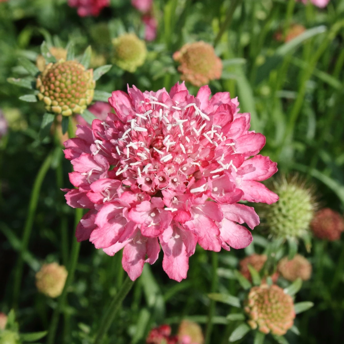 Hlaváč lososový QIS Salmon - Scabiosa atropurpurea - osivo hlaváče - 30 ks