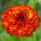 Měsíček lékařský Neon - Calendula officinalis - osivo měsíčku - 40 ks