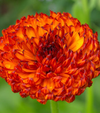 Měsíček lékařský Neon - Calendula officinalis - osivo měsíčku - 40 ks