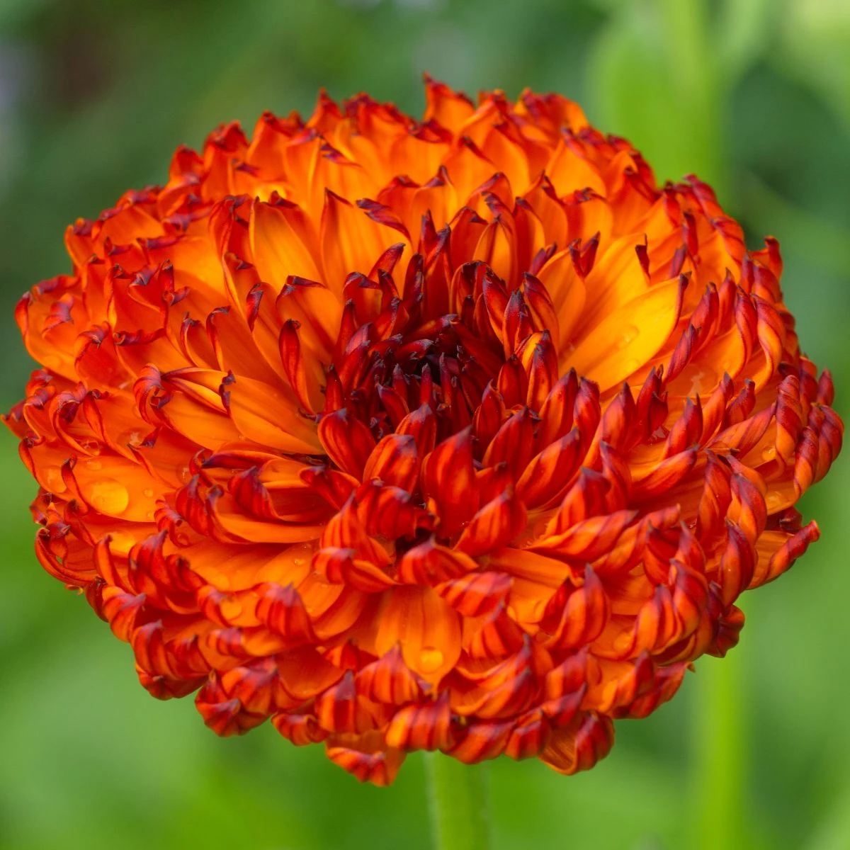 Měsíček lékařský Neon - Calendula officinalis - osivo měsíčku - 40 ks
